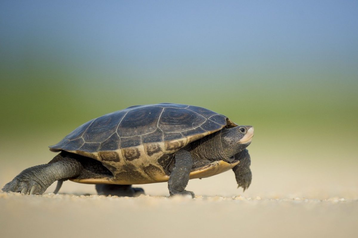 slow-turtle